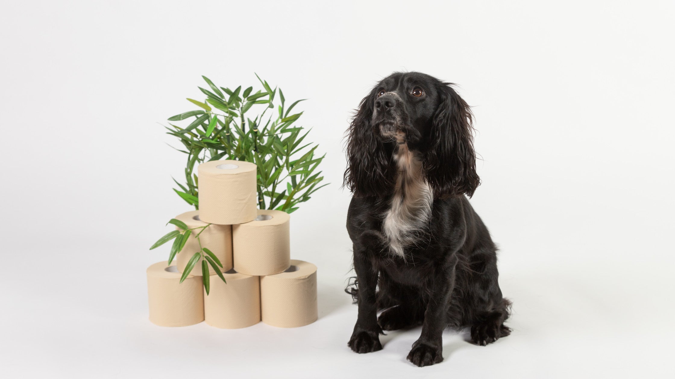 Are toilet rolls safe for pets? (to play with!)