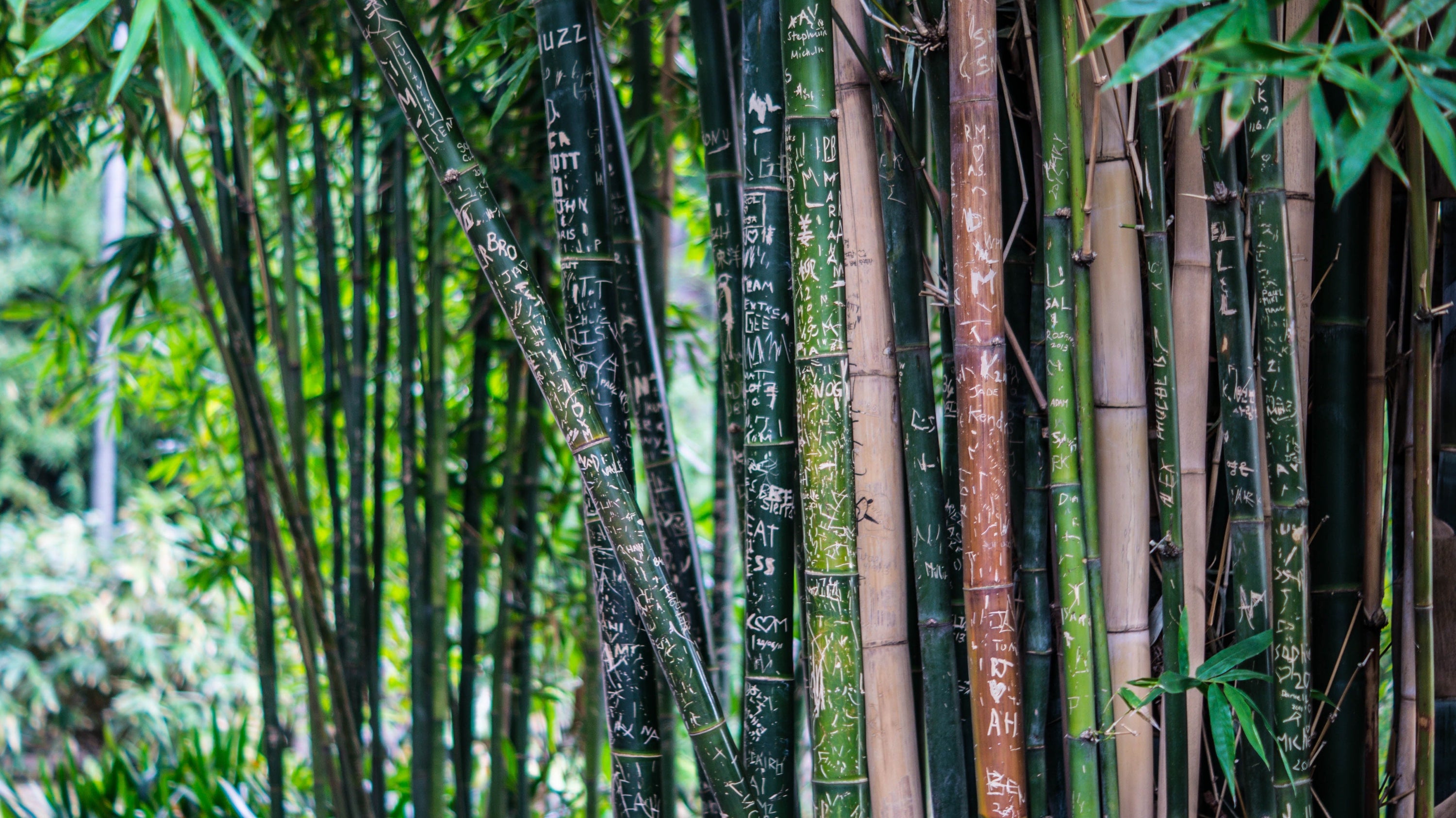 Bamboo viscose vs bamboo tissue: what's the environmental difference?