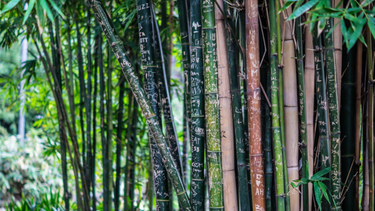 Bamboo viscose vs bamboo tissue: what's the environmental difference?