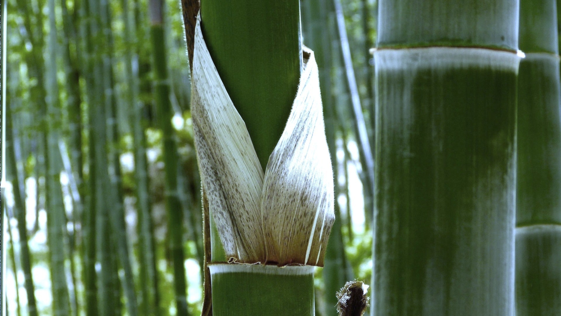 How eco-friendly is bamboo, really?