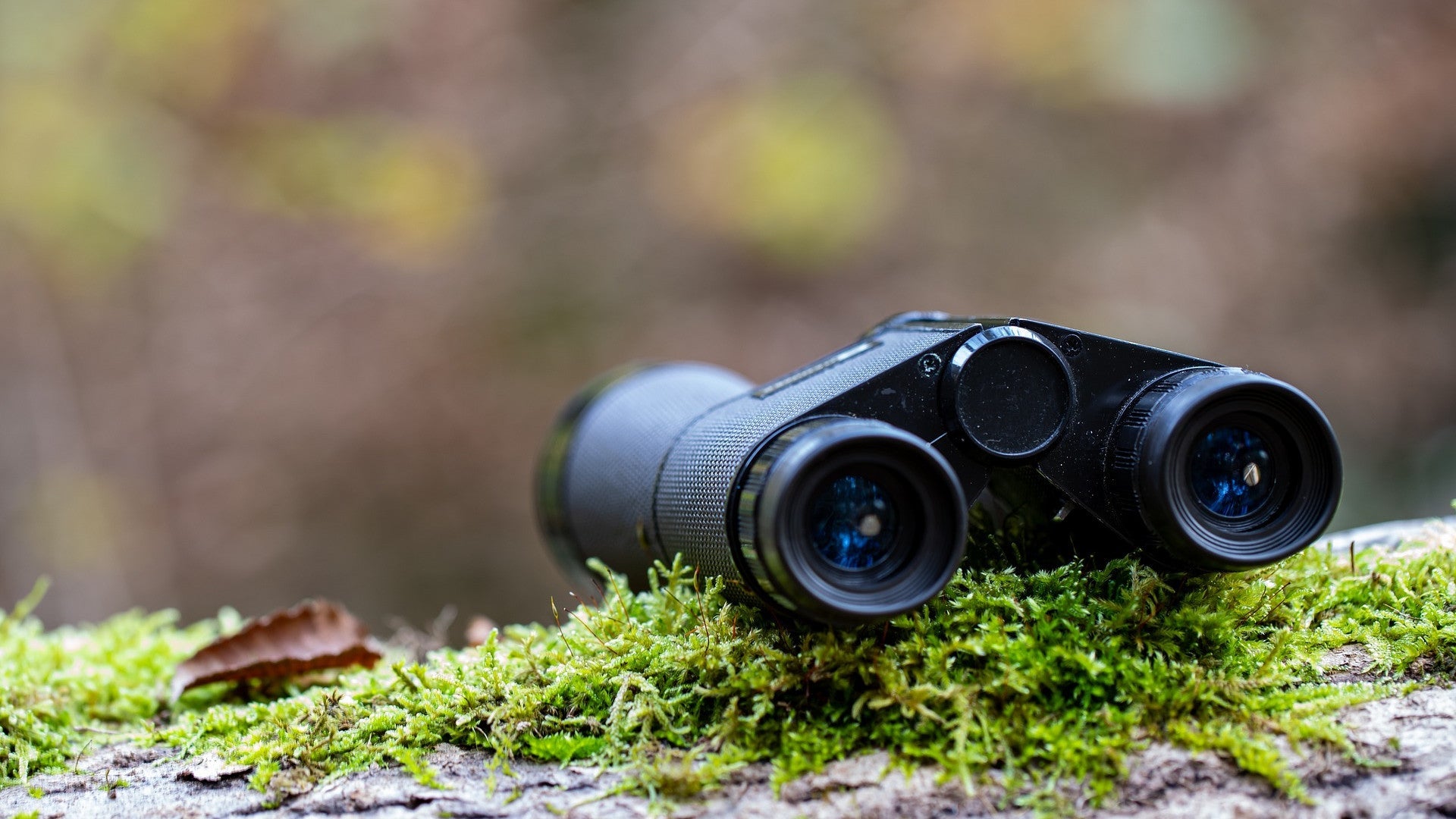 Four festive greenwashing tactics (and treewashing too)