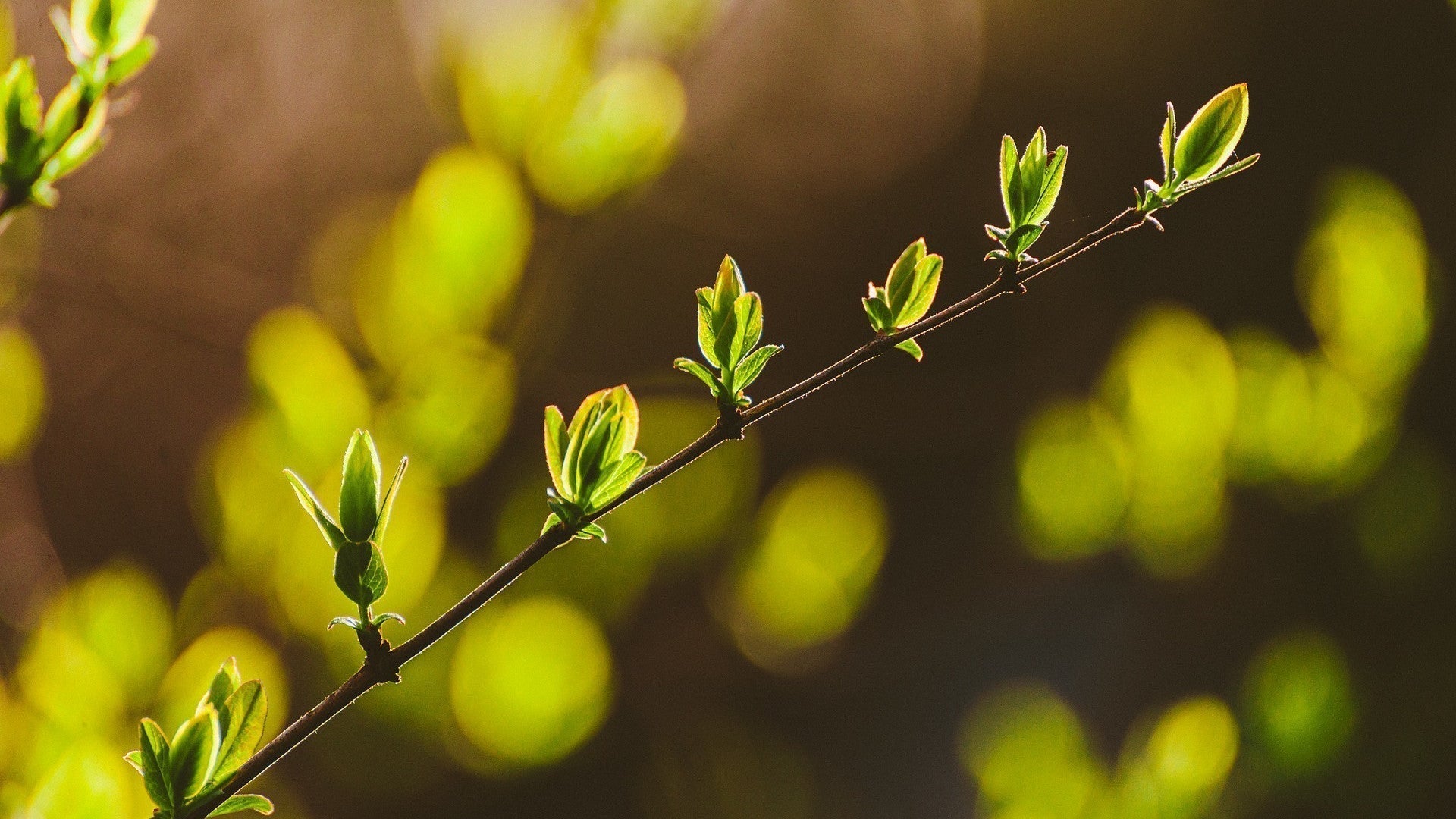 What is a regenerative business?
