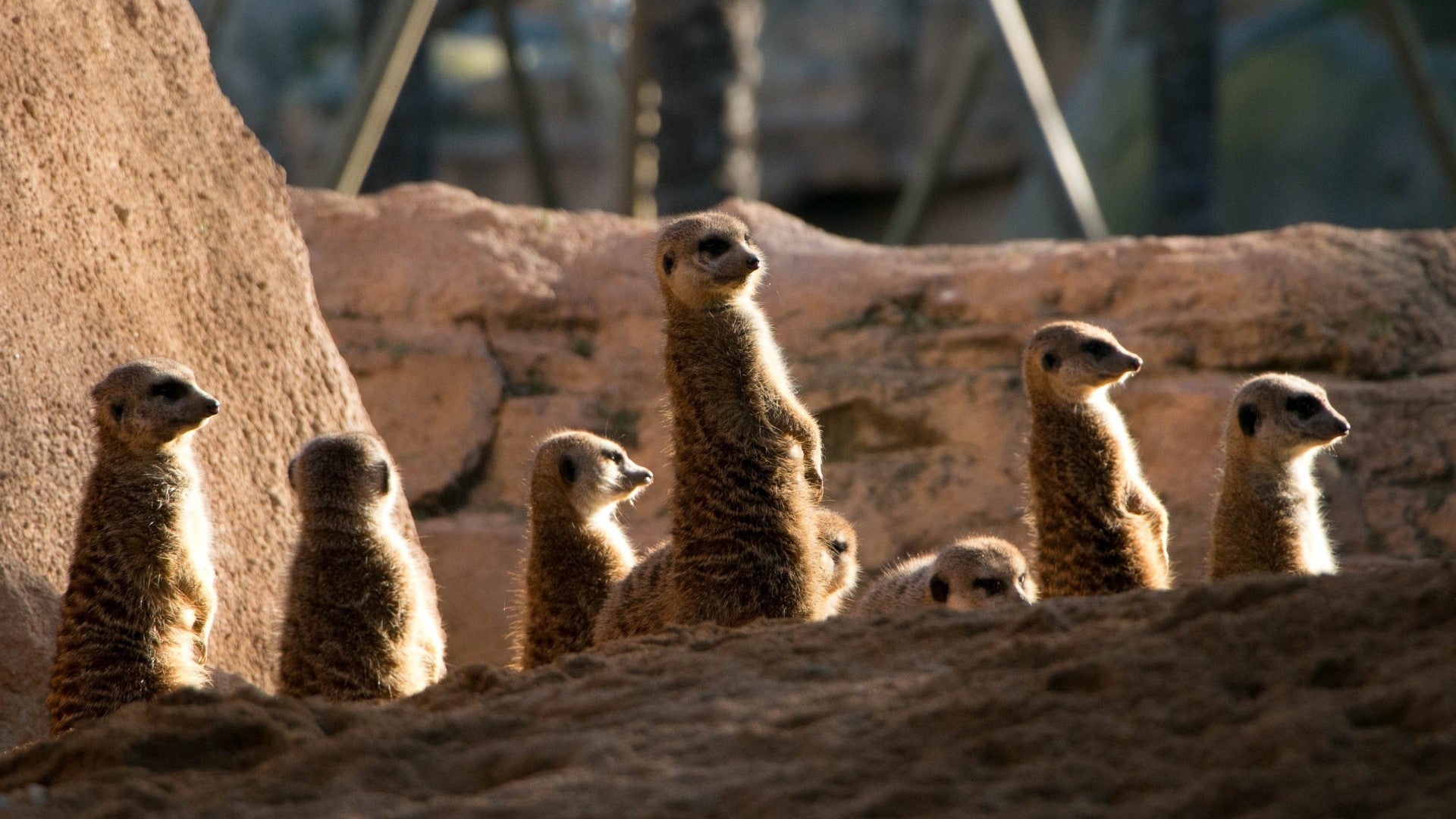 Six wild and weird animal toilets for World Animal Day | Naked Paper