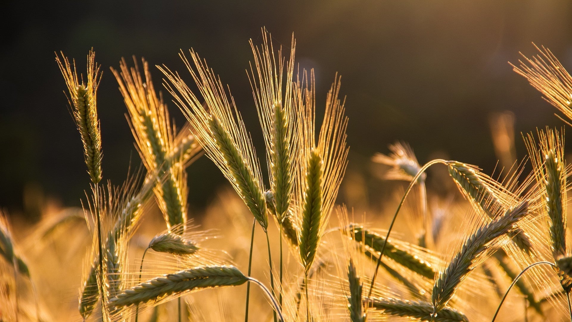 Fossil fuels vs. biofuels - what's the difference?